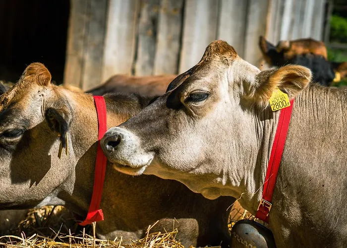 Agroping Korosajt Muhely Luxe tent Nemesbükk